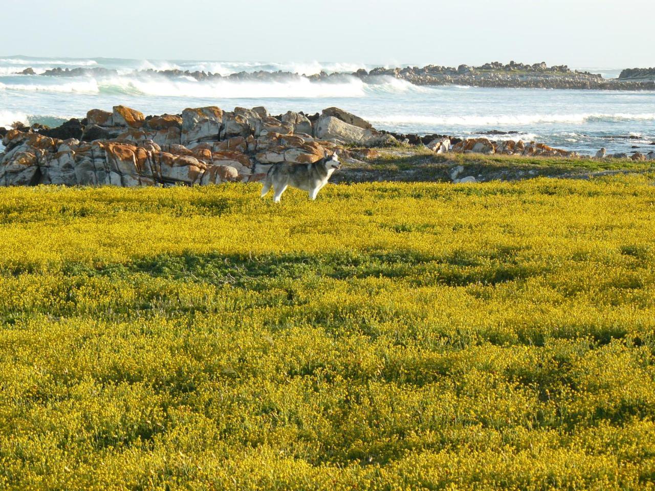 Ferienwohnung House Of 2 Oceans Agulhas Exterior foto